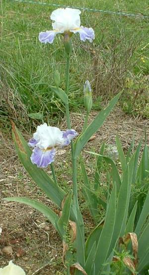 JPEG image
