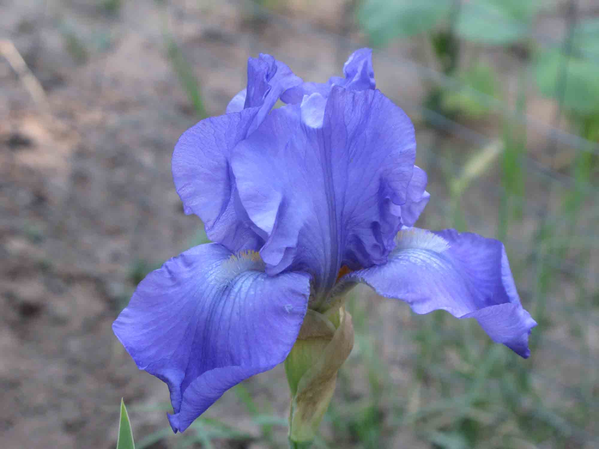 JPEG image