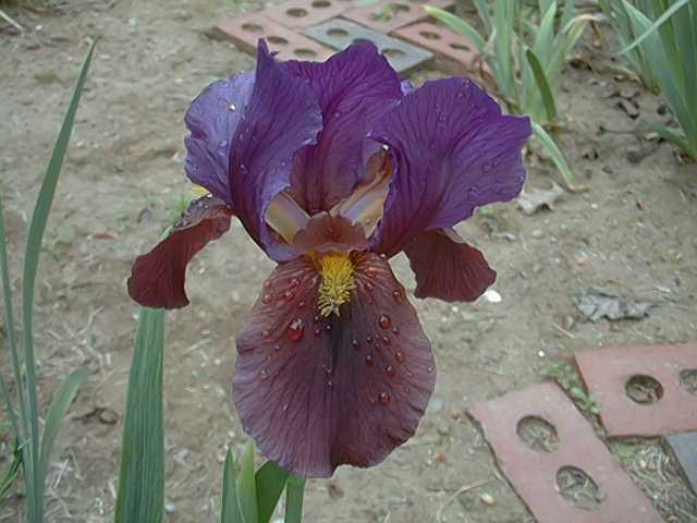 JPEG image