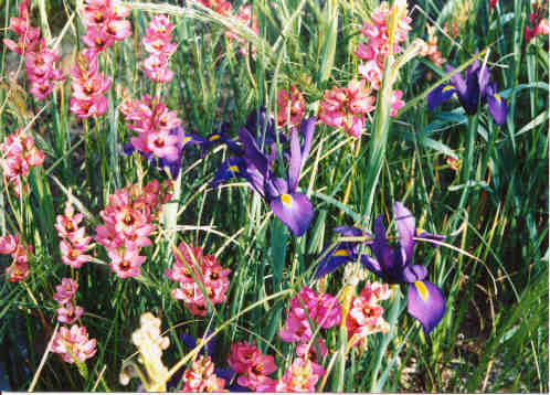 JPEG image