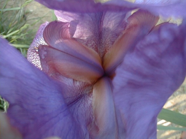 JPEG image