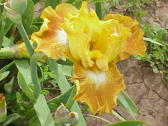 JPEG image