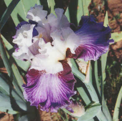 JPEG image