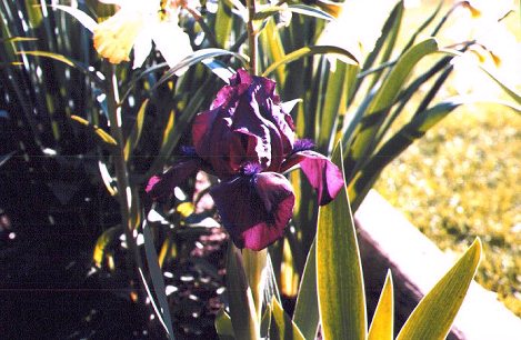 JPEG image