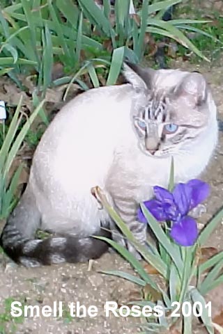 JPEG image