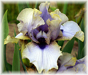 JPEG image