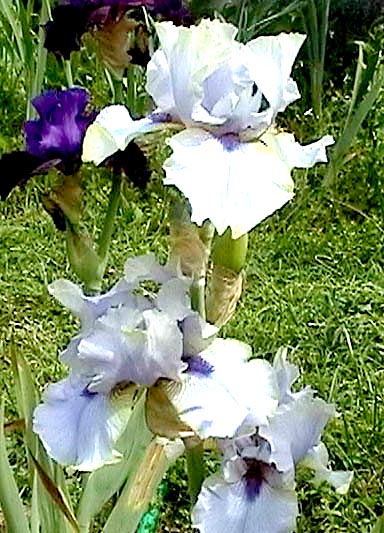 JPEG image