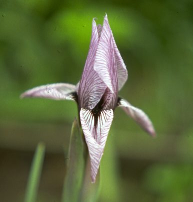 JPEG image