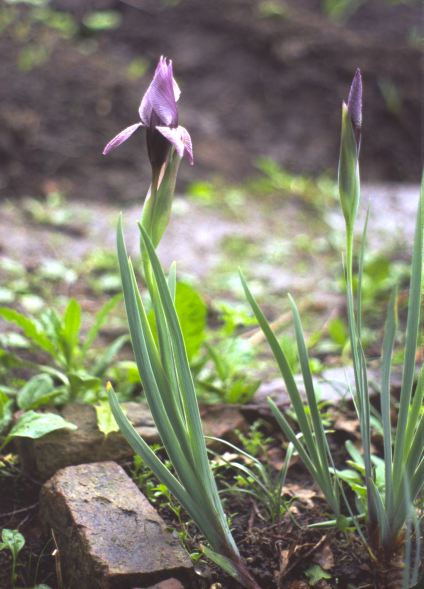 JPEG image