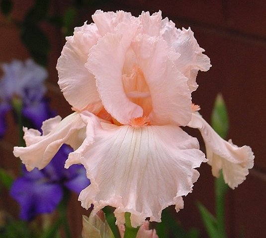JPEG image