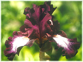 JPEG image