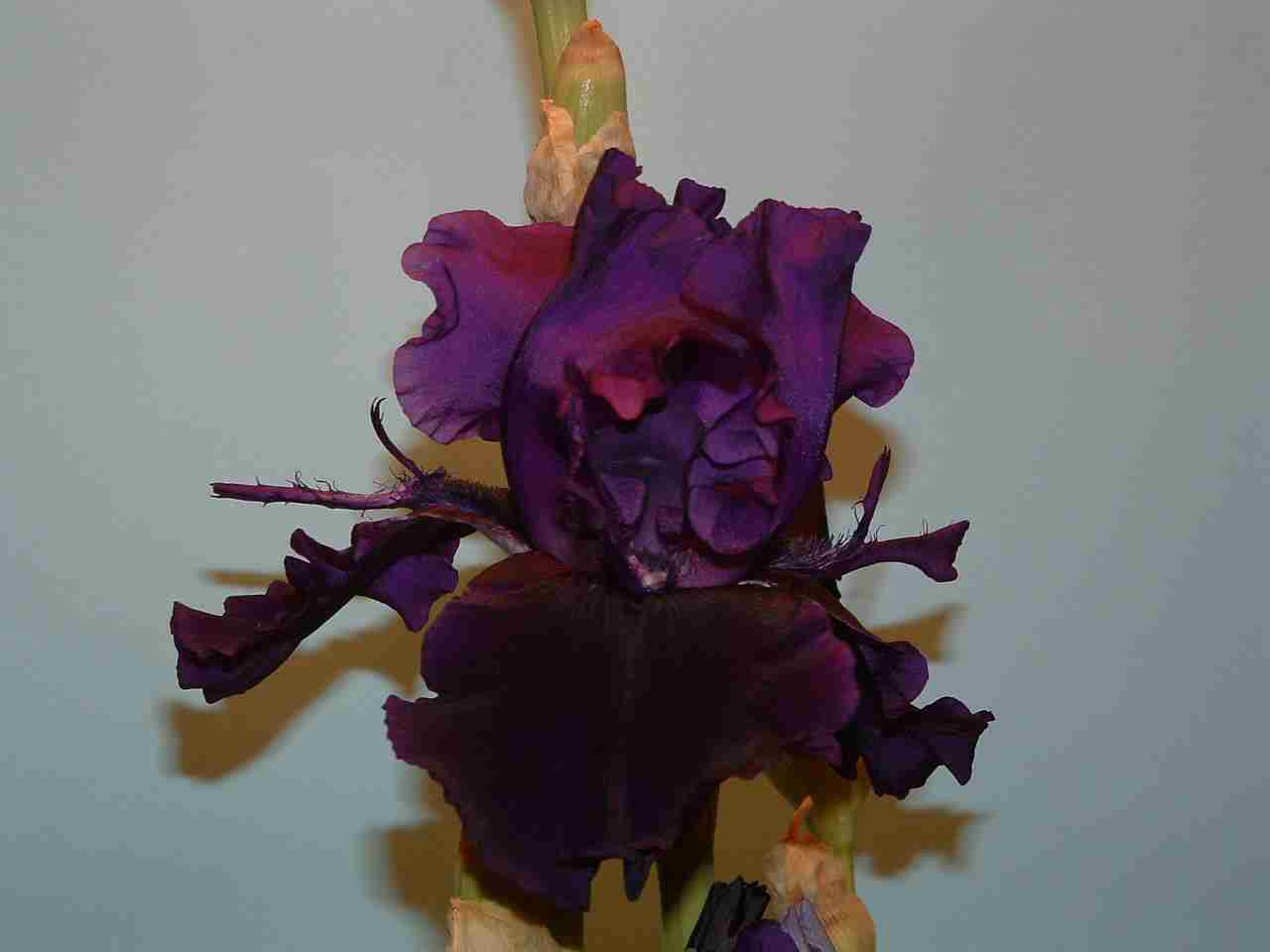 JPEG image