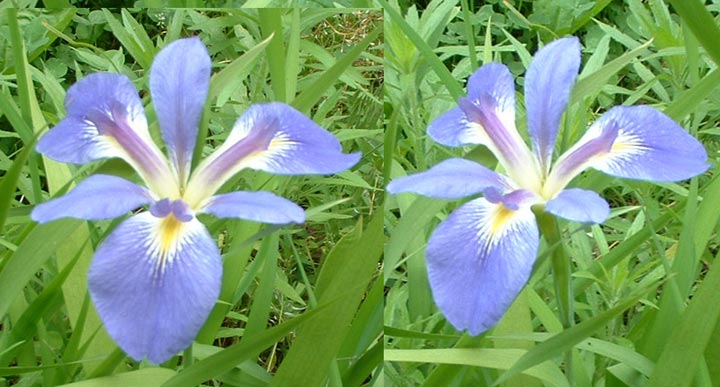 JPEG image