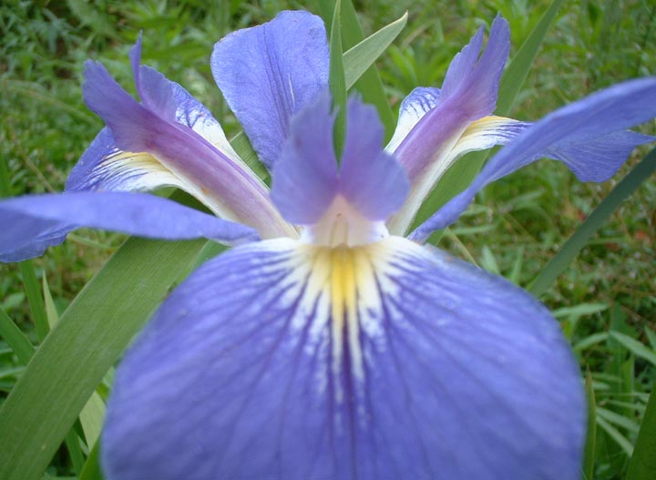 JPEG image