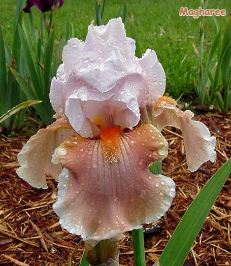 JPEG image