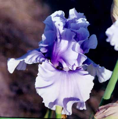 JPEG image