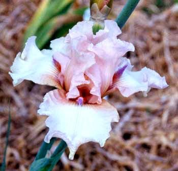 JPEG image