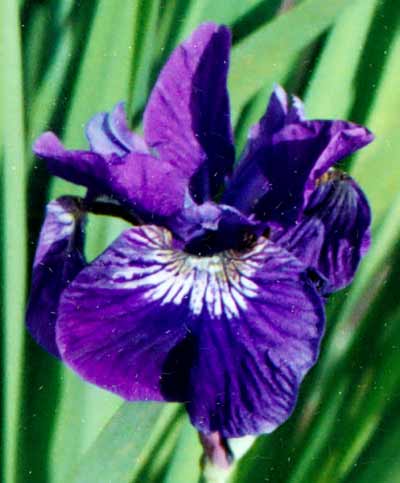 JPEG image