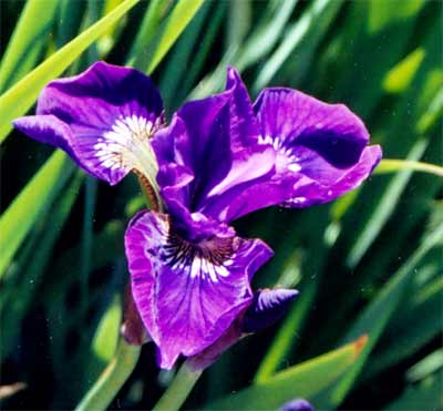 JPEG image