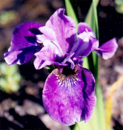 JPEG image