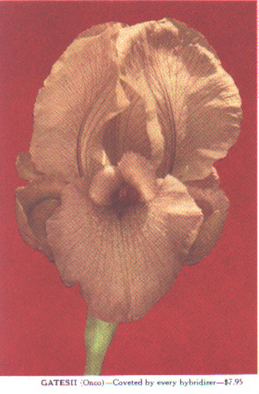 JPEG image
