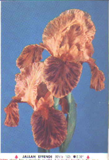 JPEG image
