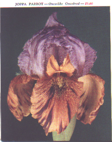 JPEG image
