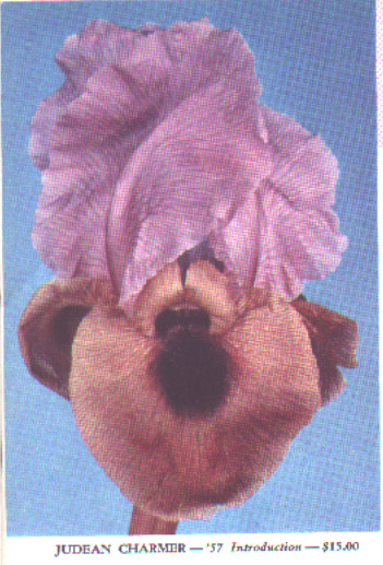 JPEG image