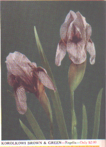 JPEG image