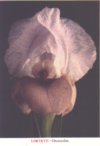 JPEG image