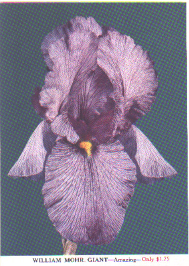 JPEG image