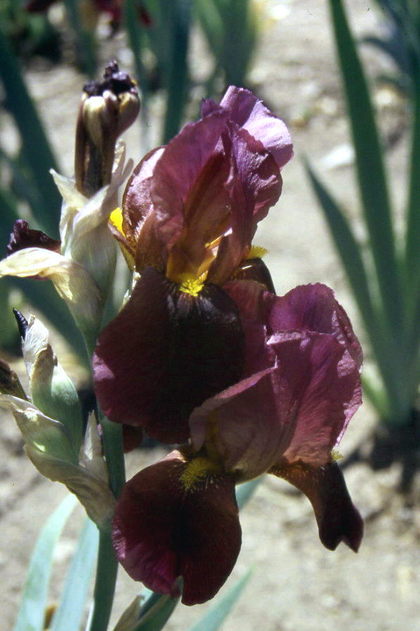 JPEG image