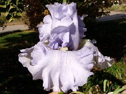 JPEG image