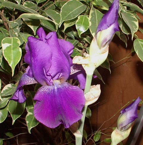 JPEG image