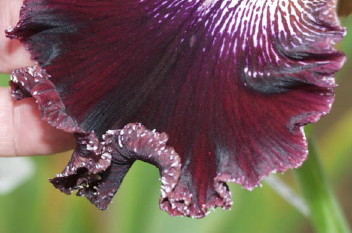 JPEG image