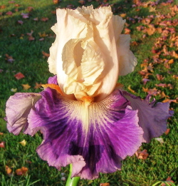 JPEG image