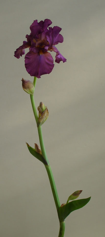 JPEG image