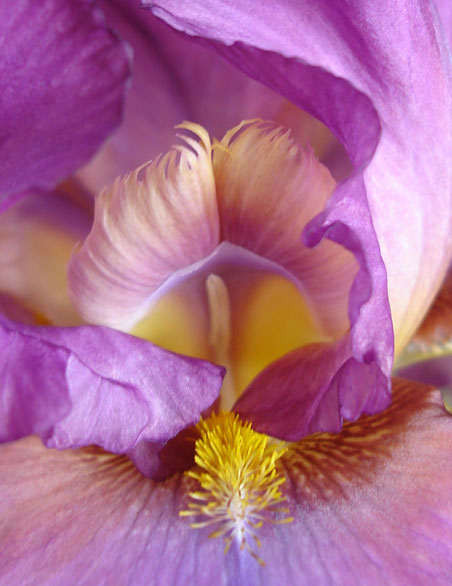 JPEG image