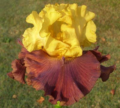 JPEG image