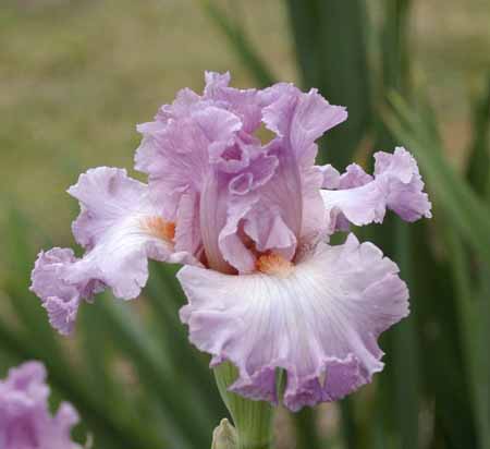JPEG image