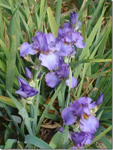07Y1i