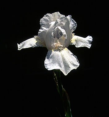 JPEG image