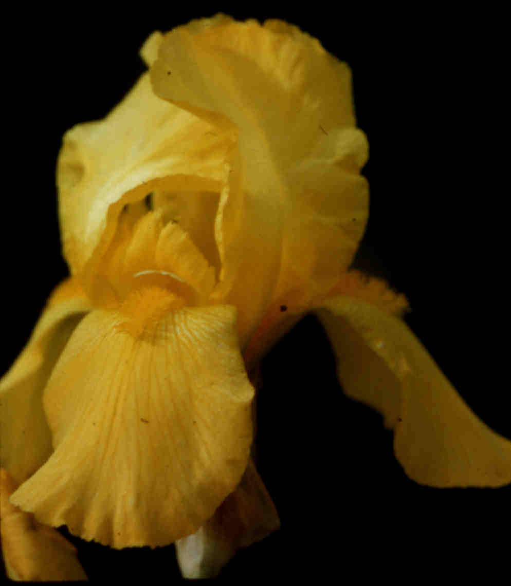 JPEG image