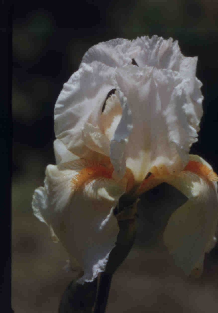 JPEG image