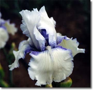 JPEG image