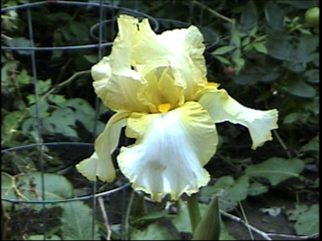 JPEG image