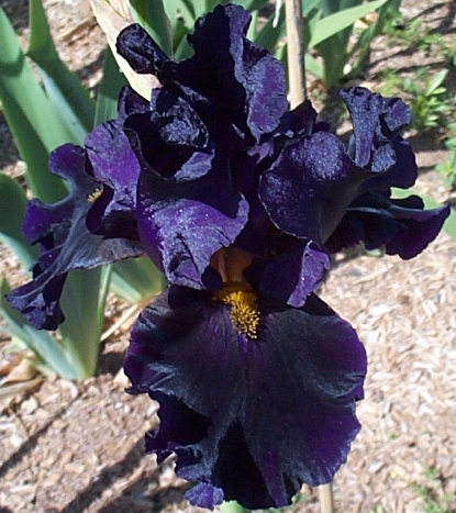 JPEG image