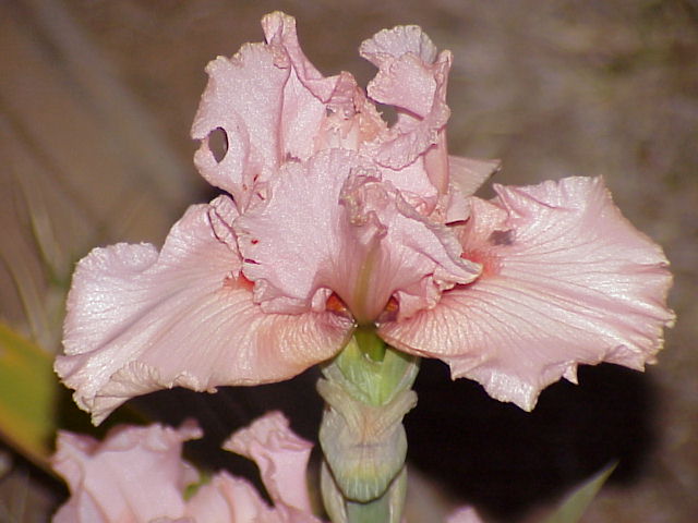 TIFF image