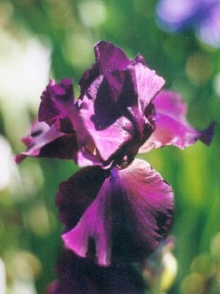 JPEG image