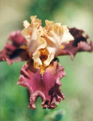 JPEG image